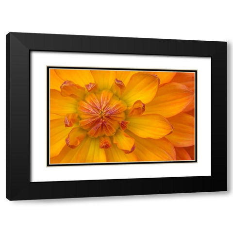Orange yellow Waterlily Many Petals Dahlia Blooming Black Modern Wood Framed Art Print with Double Matting by Perry, William