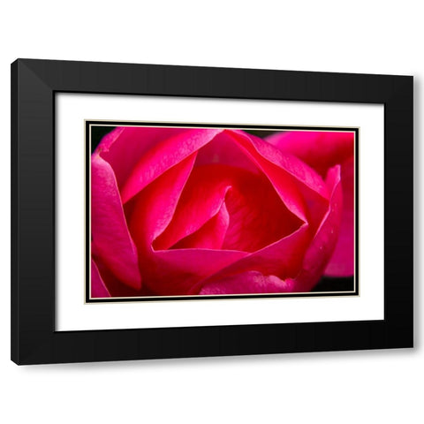 Pink Hybrid Tea Rose Blooming macro-Bellevue-Washington State Black Modern Wood Framed Art Print with Double Matting by Perry, William