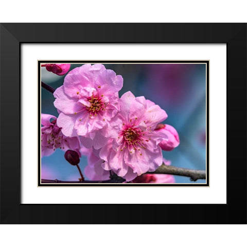 Pink peach flowering fruit tree-Bellevue-Washington State Black Modern Wood Framed Art Print with Double Matting by Perry, William