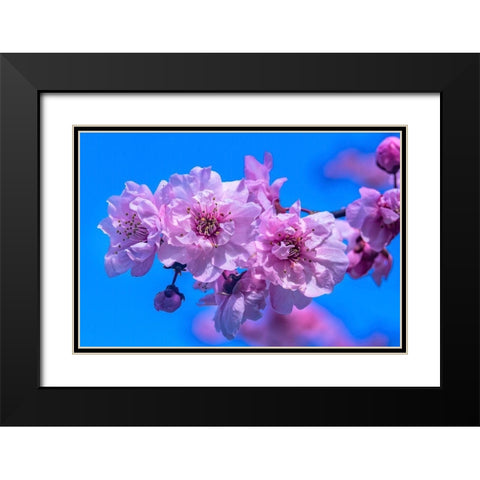 Pink peach flowering fruit tree-Bellevue-Washington State Black Modern Wood Framed Art Print with Double Matting by Perry, William