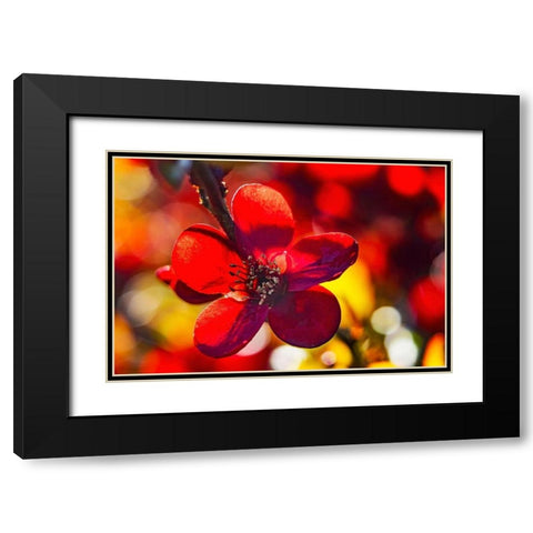 Maroon Atsuya Hamada Quince flowering-Bellevue-Washington State Black Modern Wood Framed Art Print with Double Matting by Perry, William
