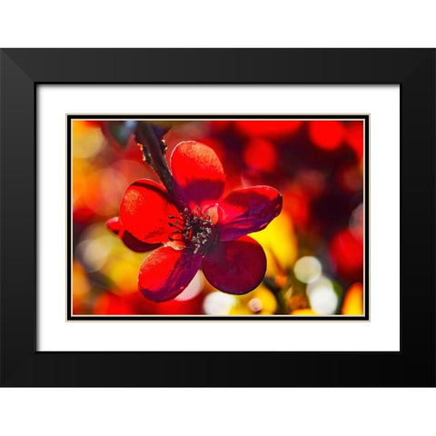 Maroon Atsuya Hamada Quince flowering-Bellevue-Washington State Black Modern Wood Framed Art Print with Double Matting by Perry, William