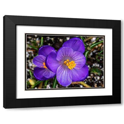 Crocus blooming-Bellevue-Washington State First flower of spring Black Modern Wood Framed Art Print with Double Matting by Perry, William