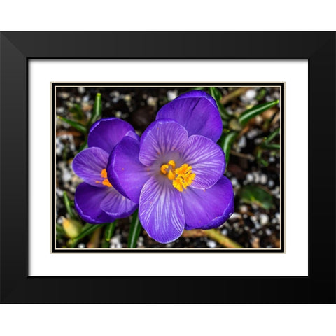 Crocus blooming-Bellevue-Washington State First flower of spring Black Modern Wood Framed Art Print with Double Matting by Perry, William