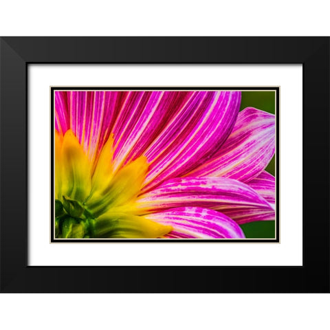 Pink purple dahlia petals blooming macro-Dahlia named Brushstrokes Black Modern Wood Framed Art Print with Double Matting by Perry, William