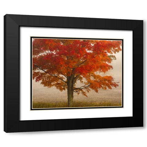 West Virginia, Canaan Valley SP Tree in autumn Black Modern Wood Framed Art Print with Double Matting by OBrien, Jay