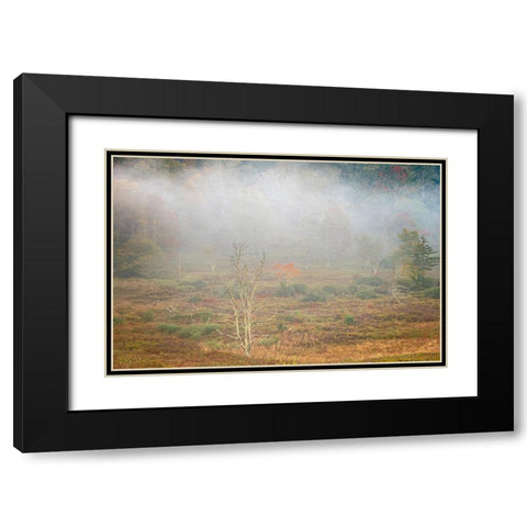 USA-West Virginia-Davis Foggy forest in fall colors Black Modern Wood Framed Art Print with Double Matting by Jaynes Gallery