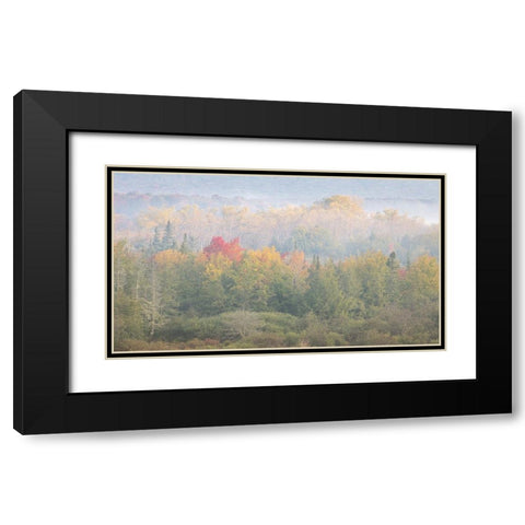 USA-West Virginia-Davis Foggy forest in fall colors Black Modern Wood Framed Art Print with Double Matting by Jaynes Gallery