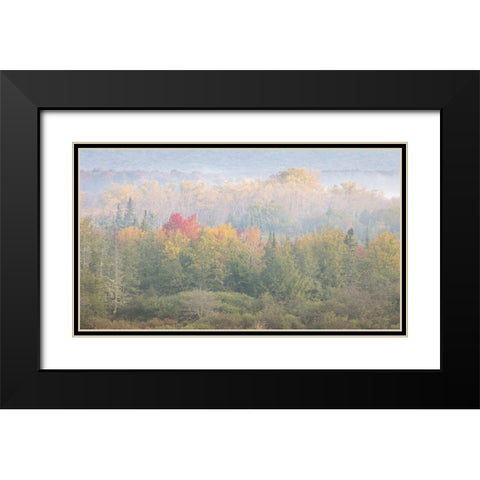 USA-West Virginia-Davis Foggy forest in fall colors Black Modern Wood Framed Art Print with Double Matting by Jaynes Gallery