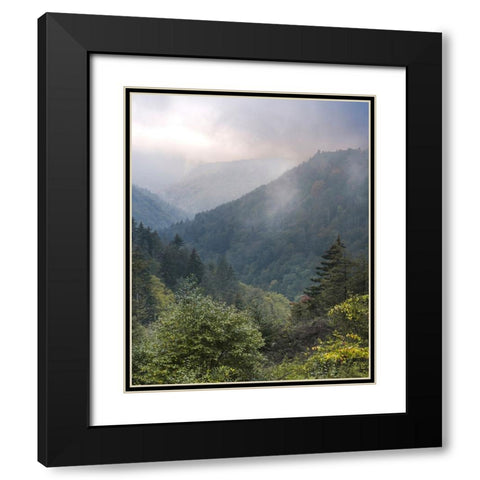 USA-West Virginia-Davis Forested mountain landscape in fog Black Modern Wood Framed Art Print with Double Matting by Jaynes Gallery