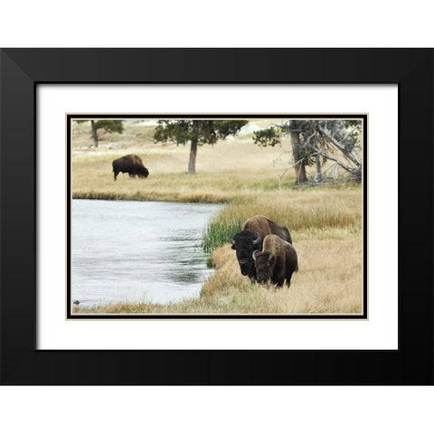 American Bison along Nez Perce River in autumn-Yellowstone National Park-Nez Perce River-Wyoming Black Modern Wood Framed Art Print with Double Matting by Jones, Adam
