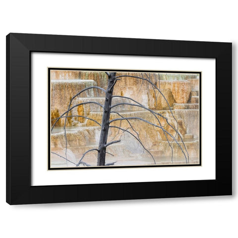 Dead tree and colorful terrace-Canary Spring-Mammoth Hot Springs-Yellowstone National Park-Wyoming Black Modern Wood Framed Art Print with Double Matting by Jones, Adam