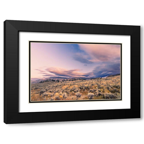 Mountain big sagebrush at sunrise-Lamar Valley-Yellowstone National Park-Wyoming Black Modern Wood Framed Art Print with Double Matting by Jones, Adam
