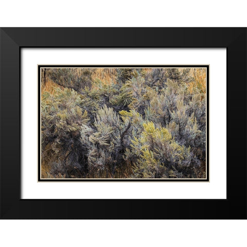 Mountain big sagebrush-Yellowstone National Park-Wyoming Black Modern Wood Framed Art Print with Double Matting by Jones, Adam