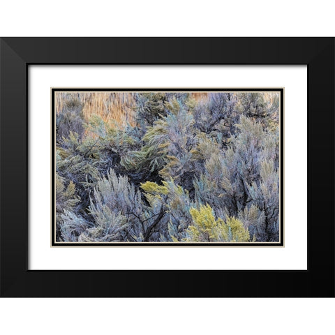 Mountain big sagebrush-Yellowstone National Park-Wyoming Black Modern Wood Framed Art Print with Double Matting by Jones, Adam