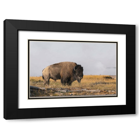 American Bison Yellowstone National Park-Wyoming Black Modern Wood Framed Art Print with Double Matting by Jones, Adam