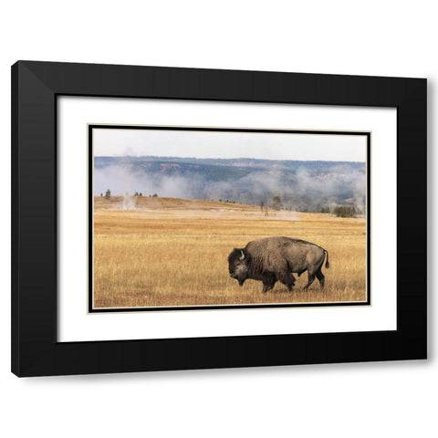 American Bison Yellowstone National Park-Wyoming Black Modern Wood Framed Art Print with Double Matting by Jones, Adam