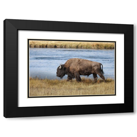 American Bison Yellowstone National Park-Wyoming Black Modern Wood Framed Art Print with Double Matting by Jones, Adam