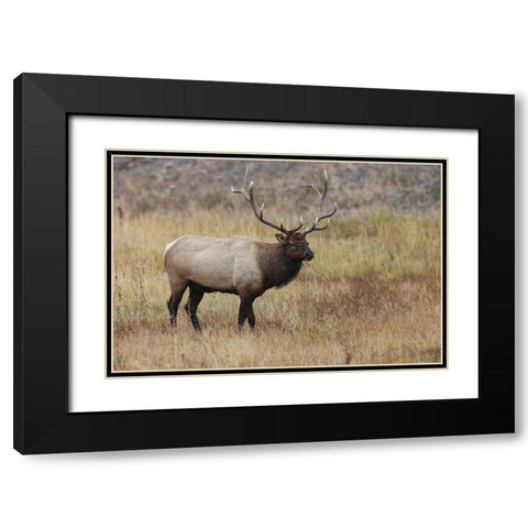 Bull elk or wapiti in meadow-Yellowstone National Park-Wyoming Black Modern Wood Framed Art Print with Double Matting by Jones, Adam