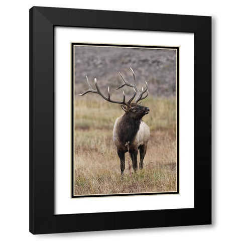 Bull elk or wapiti in meadow-Yellowstone National Park-Wyoming Black Modern Wood Framed Art Print with Double Matting by Jones, Adam