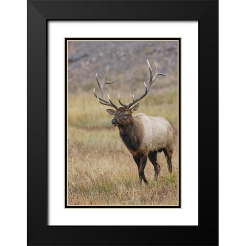 Bull elk or wapiti in meadow-Yellowstone National Park-Wyoming Black Modern Wood Framed Art Print with Double Matting by Jones, Adam