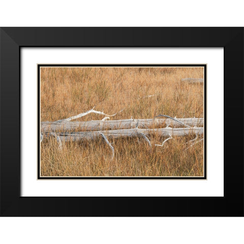 Fallen calcified trees near Grand Prismatic spring-Yellowstone National Park-Wyoming Black Modern Wood Framed Art Print with Double Matting by Jones, Adam