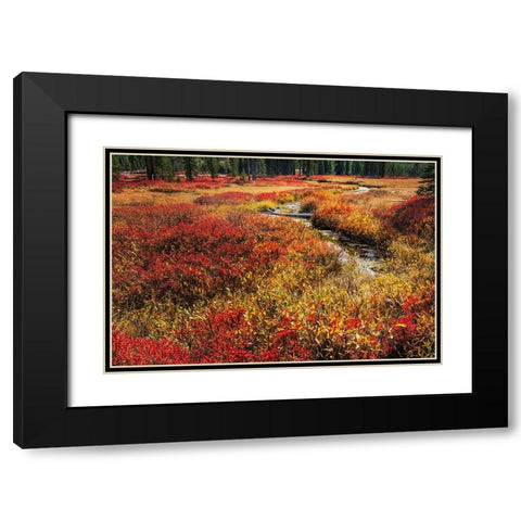 Blueberry leaves in autumn red coloration-Yellowstone National Park-Wyoming Black Modern Wood Framed Art Print with Double Matting by Jones, Adam