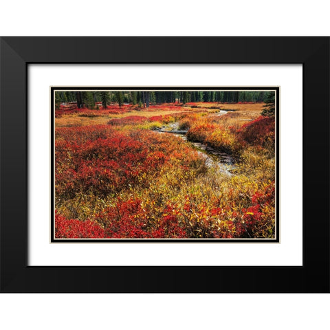 Blueberry leaves in autumn red coloration-Yellowstone National Park-Wyoming Black Modern Wood Framed Art Print with Double Matting by Jones, Adam