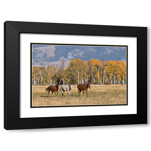 Horses just outside-Grand Teton National Park-Wyoming Black Modern Wood Framed Art Print with Double Matting by Jones, Adam