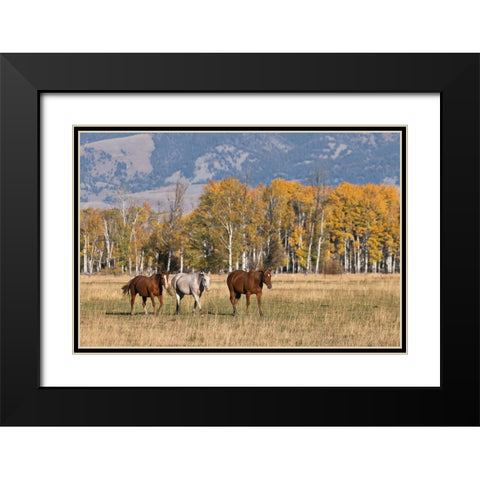Horses just outside-Grand Teton National Park-Wyoming Black Modern Wood Framed Art Print with Double Matting by Jones, Adam