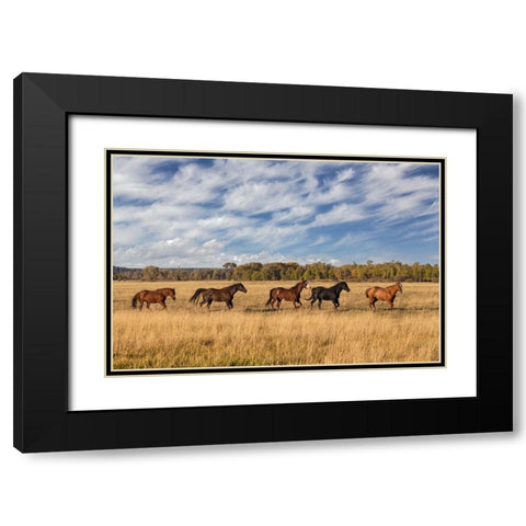 Horses just outside-Grand Teton National Park-Wyoming Black Modern Wood Framed Art Print with Double Matting by Jones, Adam