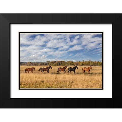 Horses just outside-Grand Teton National Park-Wyoming Black Modern Wood Framed Art Print with Double Matting by Jones, Adam