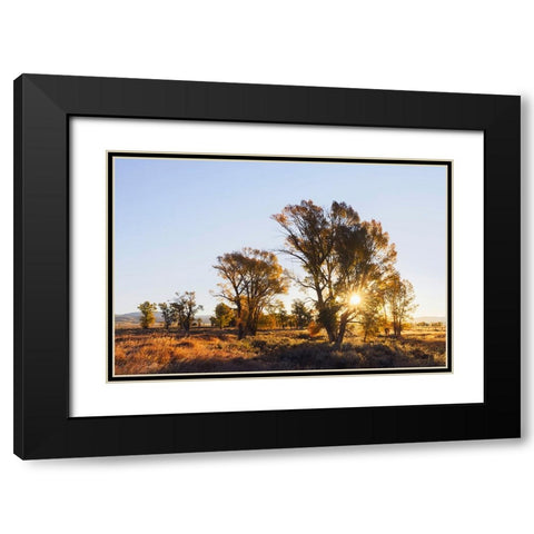 Sunrise through cottonwood trees-Grand Teton National Park-Wyoming Black Modern Wood Framed Art Print with Double Matting by Jones, Adam