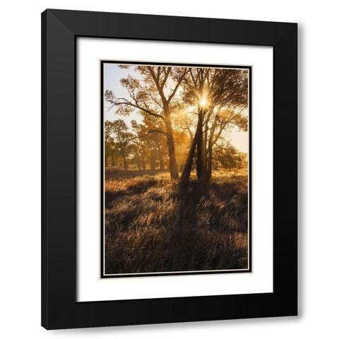 Sunrise through cottonwood trees-Grand Teton National Park-Wyoming Black Modern Wood Framed Art Print with Double Matting by Jones, Adam