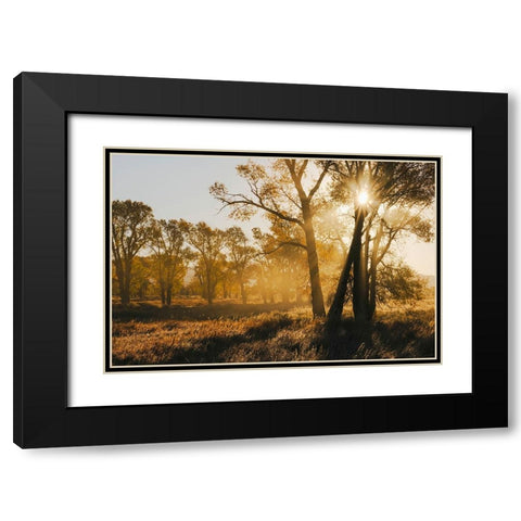 Sunrise through cottonwood trees-Grand Teton National Park-Wyoming Black Modern Wood Framed Art Print with Double Matting by Jones, Adam
