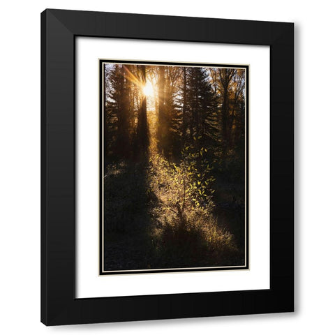 Sunrise through cottonwood trees-Grand Teton National Park-Wyoming Black Modern Wood Framed Art Print with Double Matting by Jones, Adam