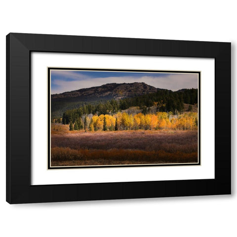 Autumn view of willows and aspen groves-Grand Teton National Park-Wyoming Black Modern Wood Framed Art Print with Double Matting by Jones, Adam