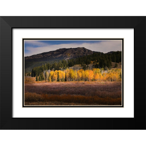 Autumn view of willows and aspen groves-Grand Teton National Park-Wyoming Black Modern Wood Framed Art Print with Double Matting by Jones, Adam