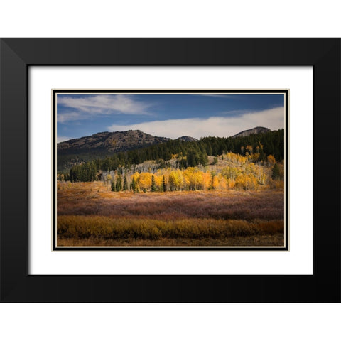 Autumn view of willows and aspen groves-Grand Teton National Park-Wyoming Black Modern Wood Framed Art Print with Double Matting by Jones, Adam