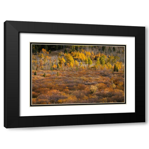 Autumn view of willows and aspen groves-Grand Teton National Park-Wyoming Black Modern Wood Framed Art Print with Double Matting by Jones, Adam