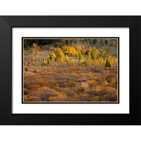 Autumn view of willows and aspen groves-Grand Teton National Park-Wyoming Black Modern Wood Framed Art Print with Double Matting by Jones, Adam