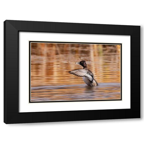 Ring-necked Duck-Grand Teton National Park-Wyoming Black Modern Wood Framed Art Print with Double Matting by Jones, Adam