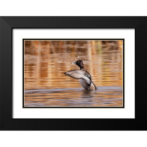 Ring-necked Duck-Grand Teton National Park-Wyoming Black Modern Wood Framed Art Print with Double Matting by Jones, Adam