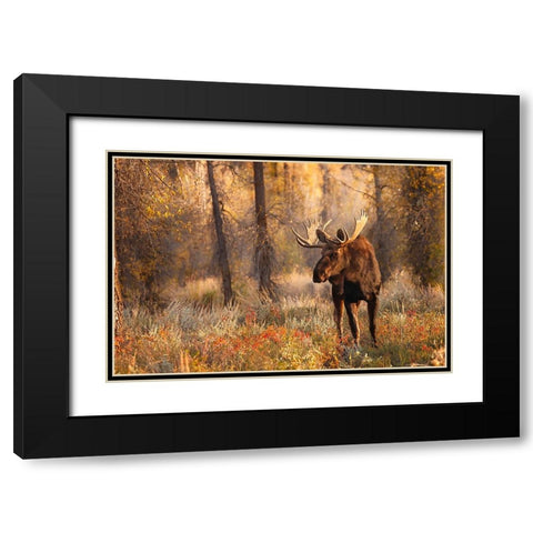 Bull moose in autumn-Grand Teton National Park-Wyoming Black Modern Wood Framed Art Print with Double Matting by Jones, Adam