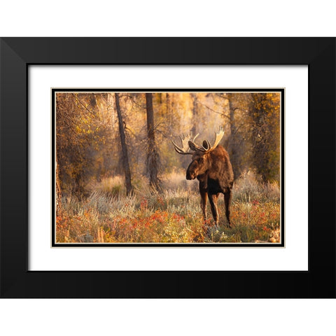 Bull moose in autumn-Grand Teton National Park-Wyoming Black Modern Wood Framed Art Print with Double Matting by Jones, Adam