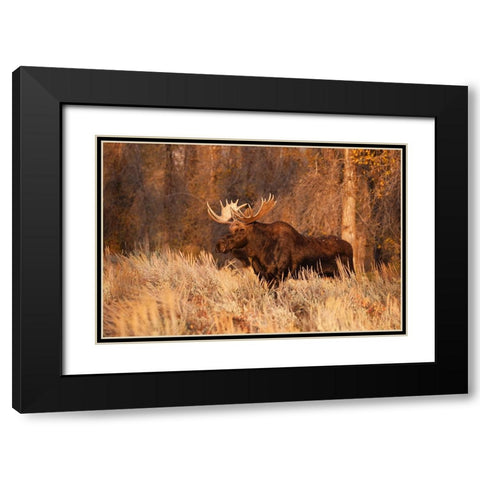 Bull moose in autumn-Grand Teton National Park-Wyoming Black Modern Wood Framed Art Print with Double Matting by Jones, Adam