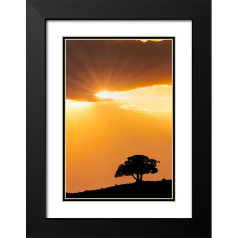 Single tree silhouetted at sunrise-Yellowstone National Park-Wyoming Black Modern Wood Framed Art Print with Double Matting by Jones, Adam