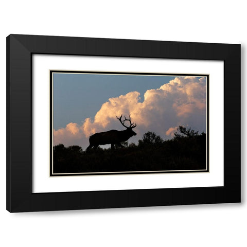 Bull elk or wapiti silhouetted on ridge at sunrise-Yellowstone National Park-Wyoming Black Modern Wood Framed Art Print with Double Matting by Jones, Adam