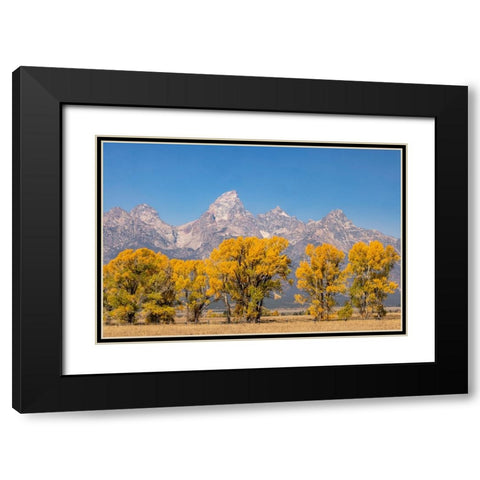 Cottonwood trees in fall and Teton Range-Grand Teton National Park-Wyoming Black Modern Wood Framed Art Print with Double Matting by Jones, Adam