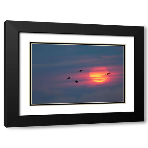 Canada geese silhouetted flying at sunset-Grand Teton National Park-Wyoming Black Modern Wood Framed Art Print with Double Matting by Jones, Adam